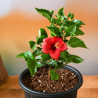 Hibiscus Plant (Dasavala)